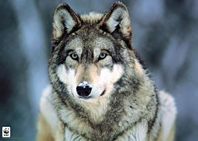 Wolf on Gray Wolf